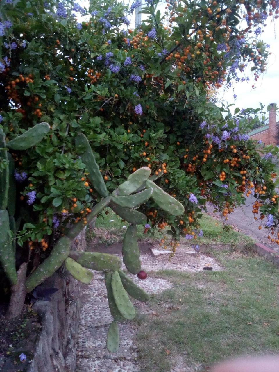 Jardines De Don Bosco Appartamento Salto Esterno foto
